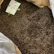 ニューソルガム脱炭素貢献